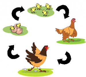 Ayam berkembang biak dengan cara