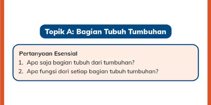 Jawaban Soal tentang Bagian Tubuh Tumbuhan