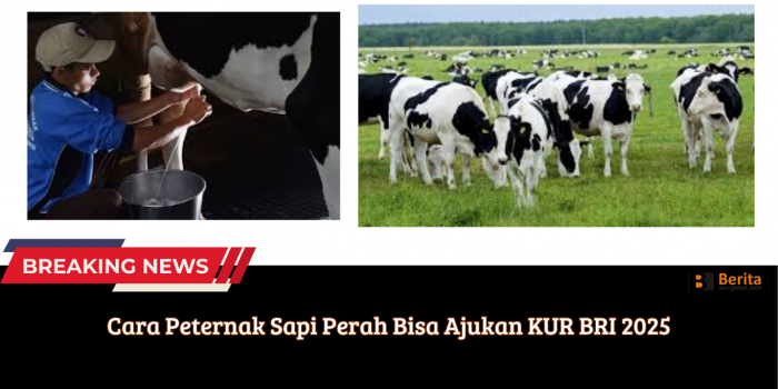 Cara Peternak Sapi Perah Bisa Ajukan KUR BRI 2025