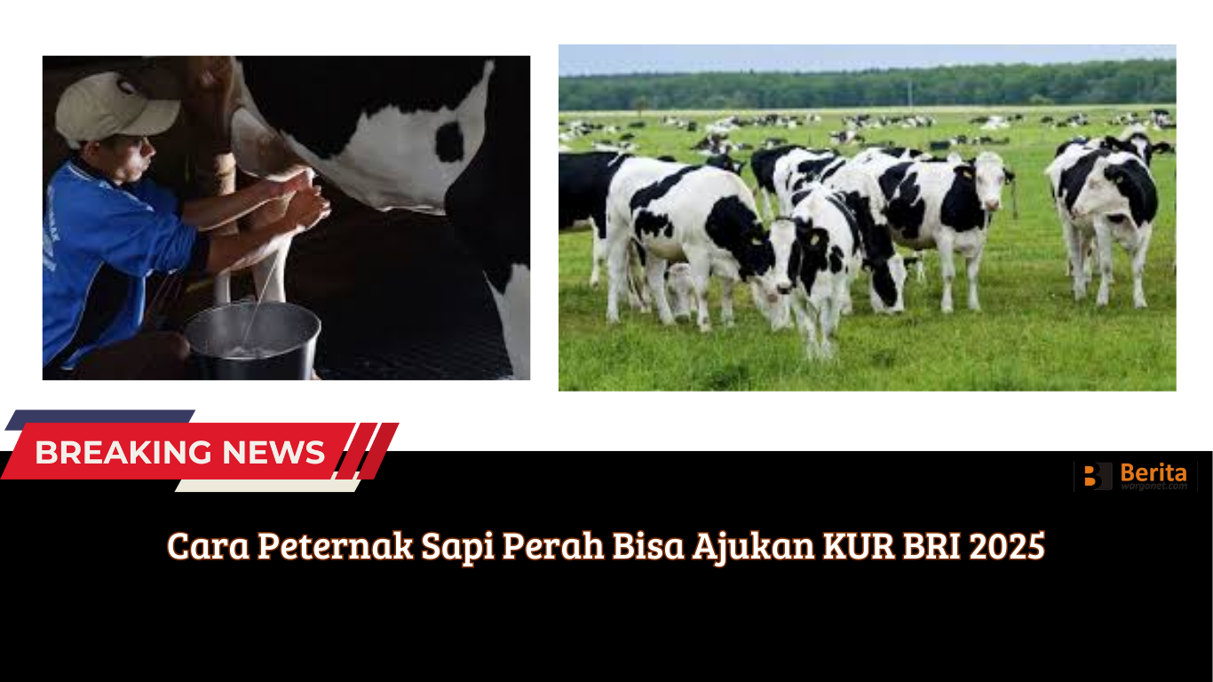 Cara Peternak Sapi Perah Bisa Ajukan KUR BRI 2025
