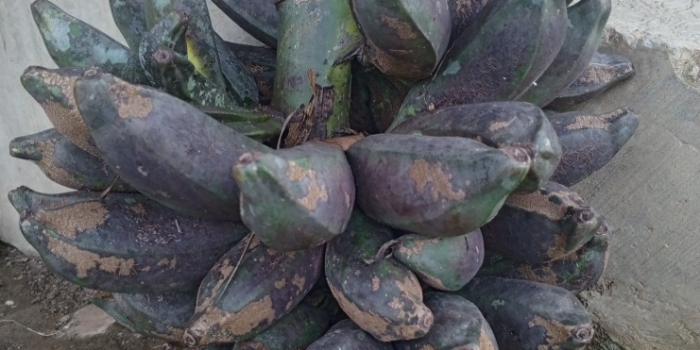 Pisang Klutuk Wulung