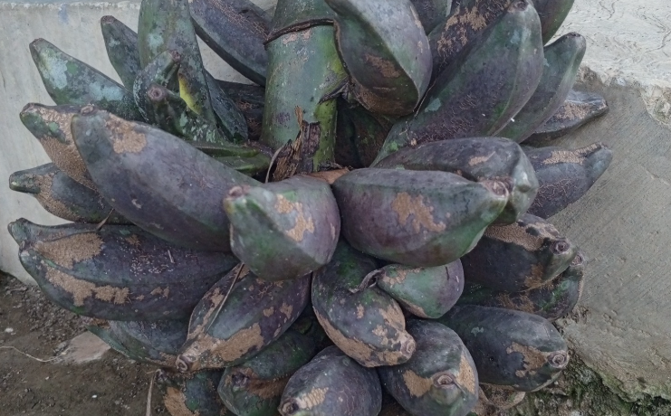 Pisang Klutuk Wulung