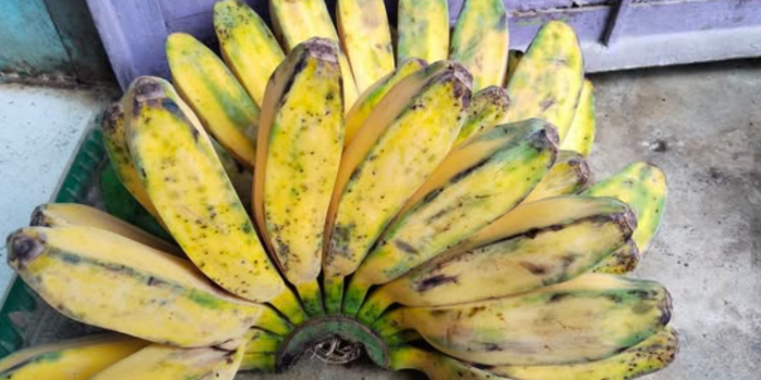 pisang Kepok