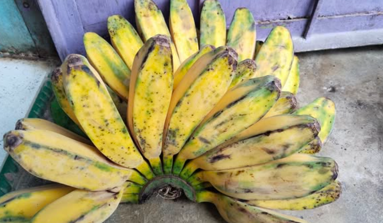 pisang Kepok