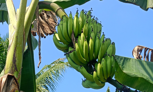 pisang ambon