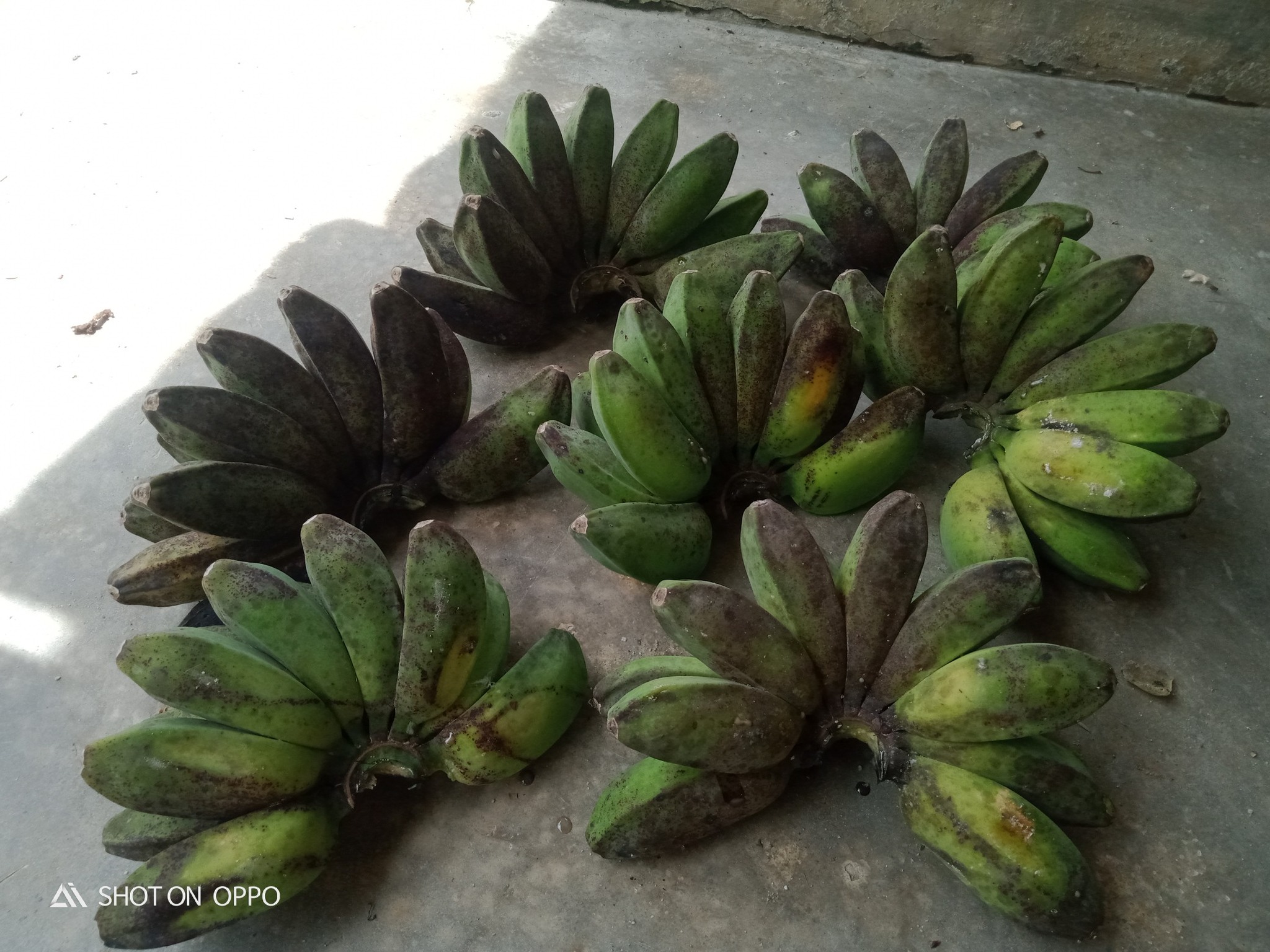 pisang kepok pisang kepok