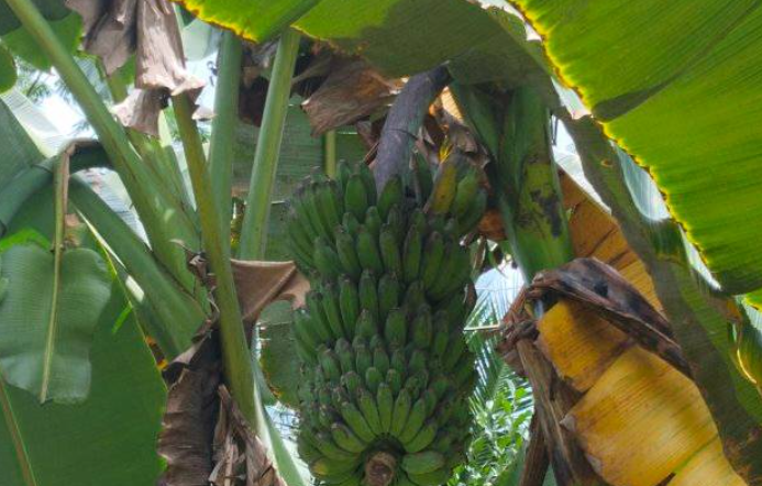 pisang kepok pisang kepok