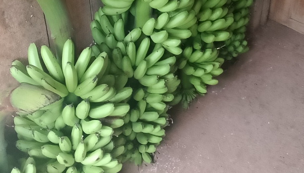 Manfaat Pisang Mas