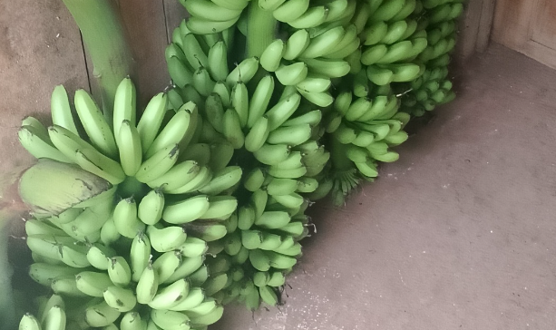 Manfaat Pisang Mas
