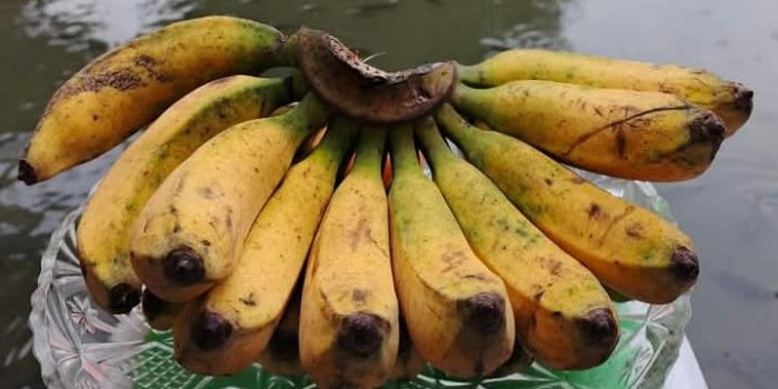 pisang raja bulu
