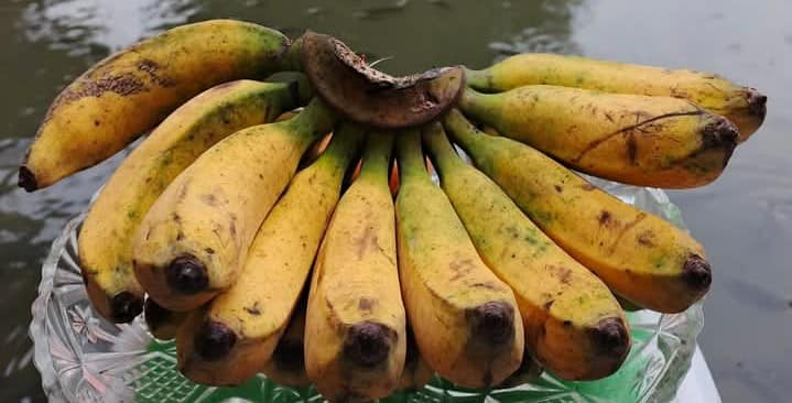 pisang raja bulu