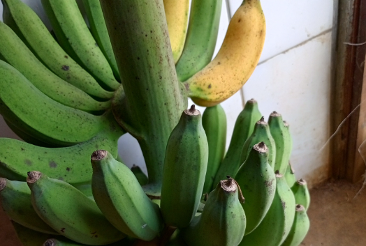 pisang raja pisang raja