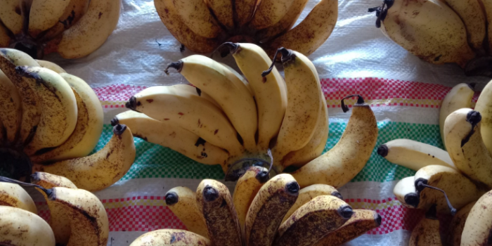 pisang susu