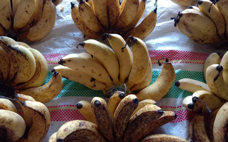 pisang susu