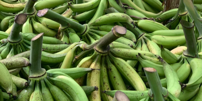 pisang tanduk
