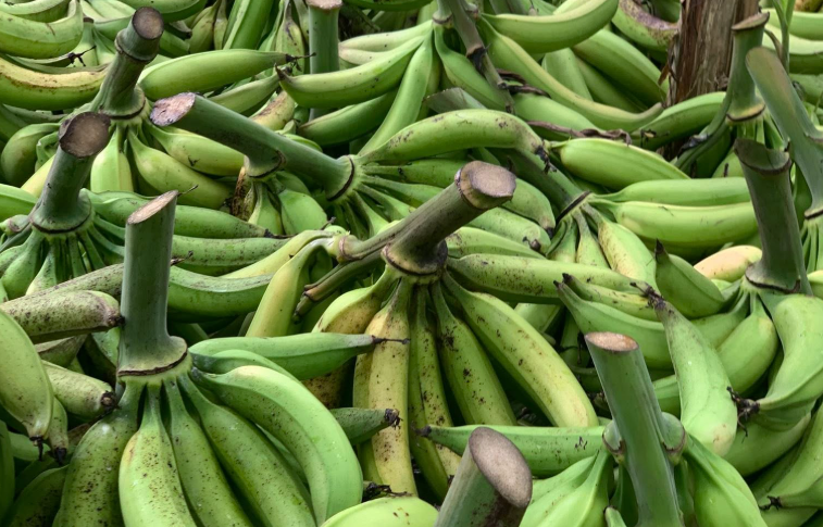 pisang tanduk